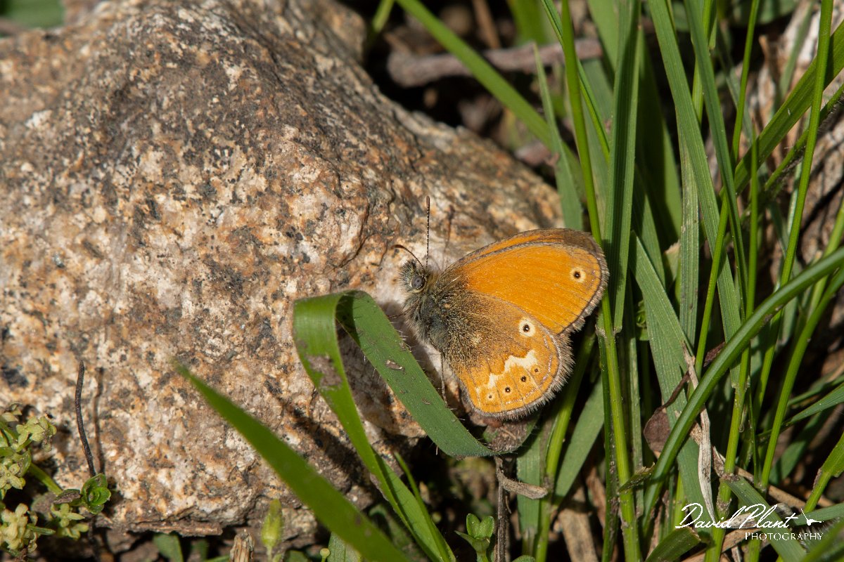 DPPhotography - Corsica - Corsican heath - C.jpg - Corsican heath - Col de Sevi, Corsica
