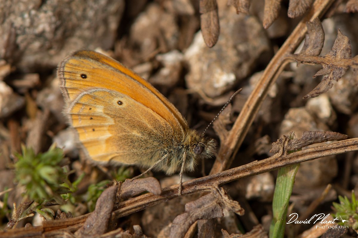 DPPhotography - Corsica - Corsican heath - D.jpg - Corsican heath - Col de Verghio, Corsica
