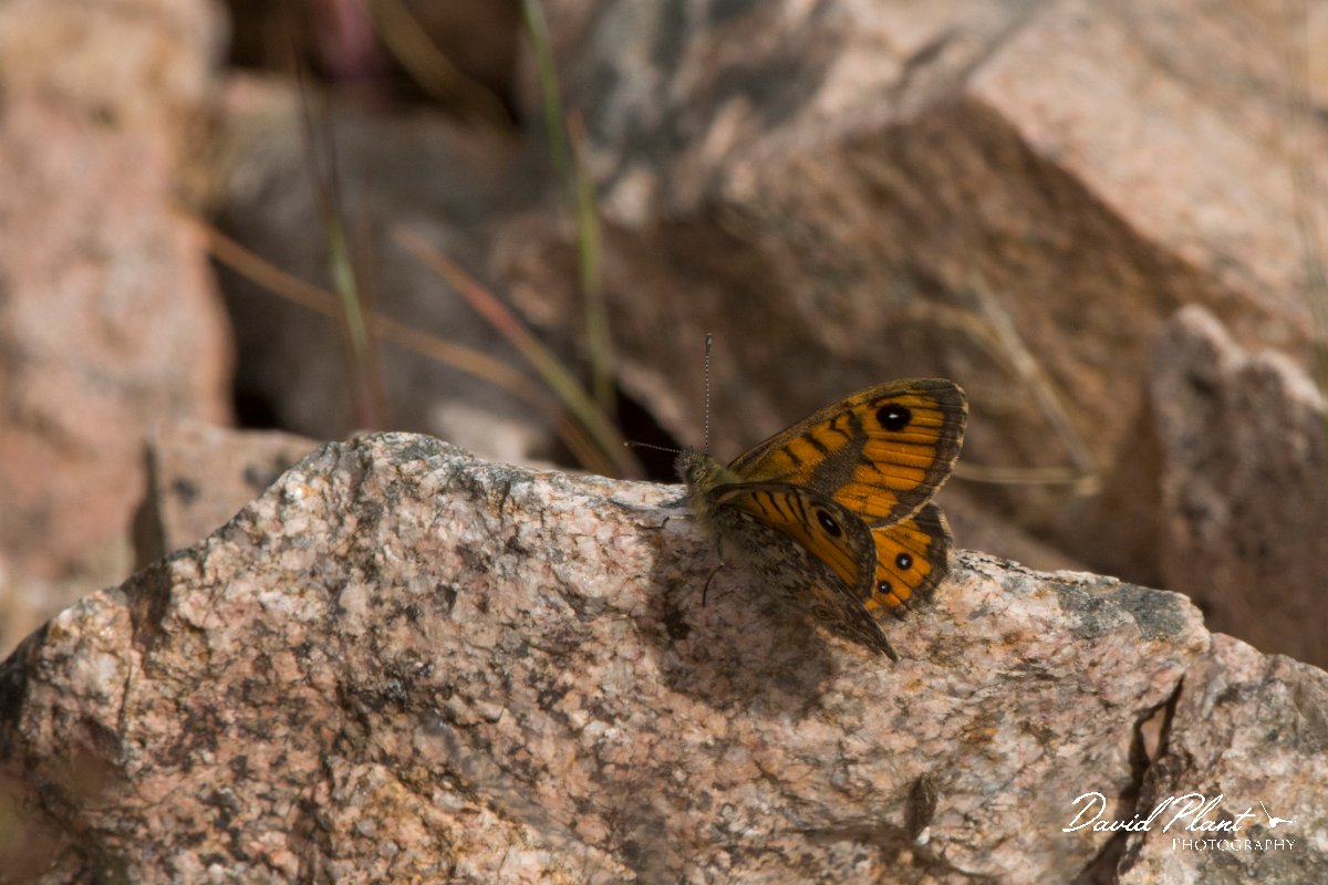 DPPhotography - Corsica - Corsican wall brown - B.jpg - Corsican wall brown - Tunnel d'Usciolo-Ruisseau de Petrosu, Corsica
