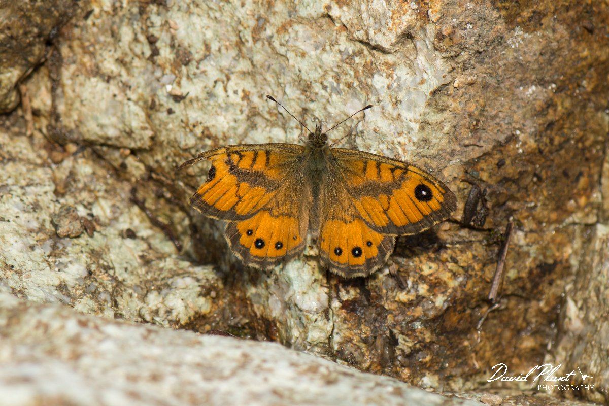 DPPhotography - Corsica - Corsican wall brown - C.jpg - Corsican wall brown - Verghello Valley, Corsica