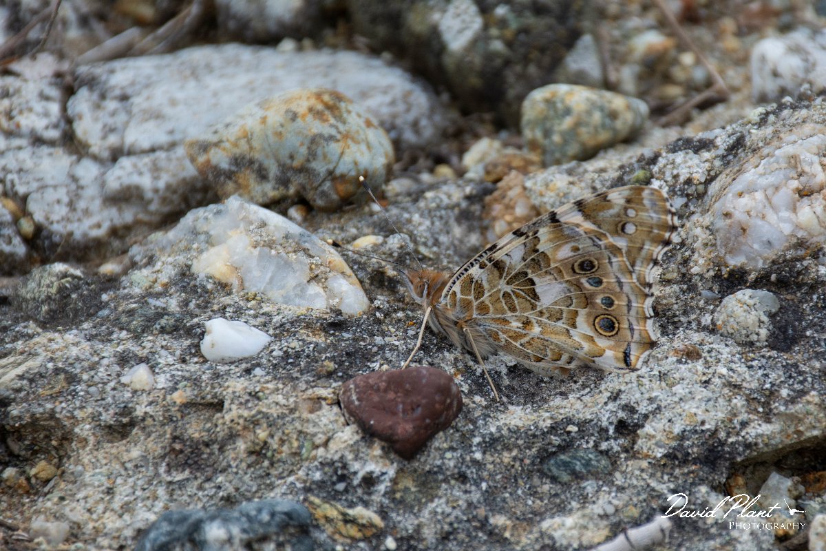 DPPhotography - Corsica - Painted lady - A.jpg - Painted lady - Tour de Diana, Etand de Diane, Corsica