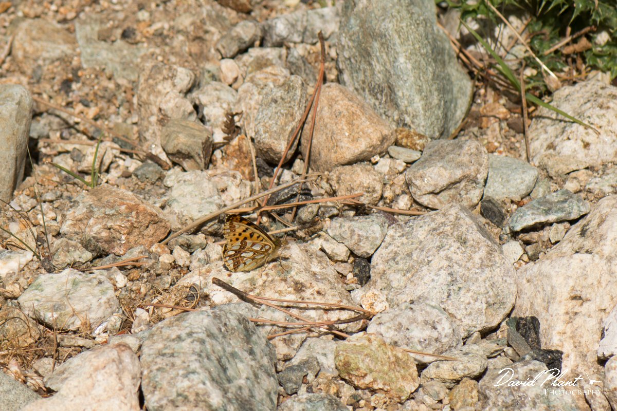 DPPhotography - Corsica - Queen of Spain fritillary - A.jpg - Queen of Spain fritillary - Restonica Valley, Corsica
