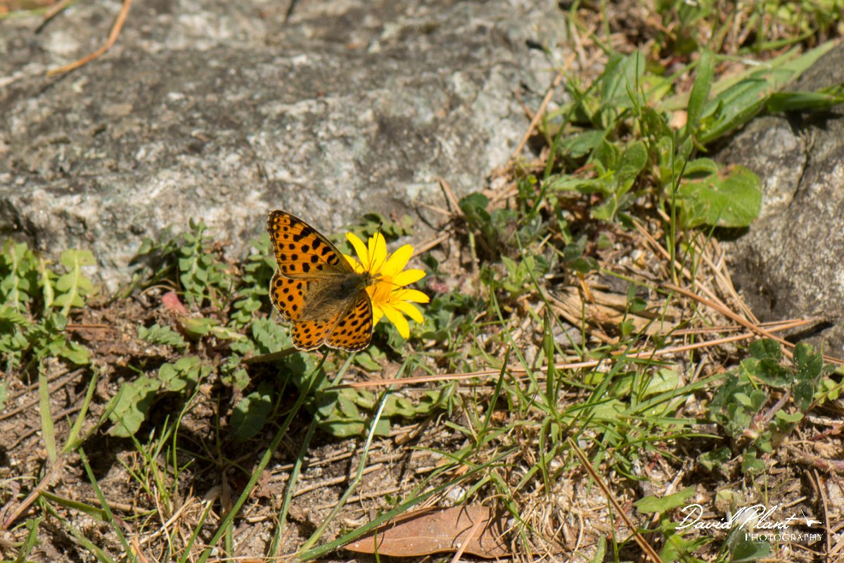 DPPhotography - Corsica - Queen of Spain fritillary - B.jpg - Queen of Spain fritillary - Restonica Valley, Corsica