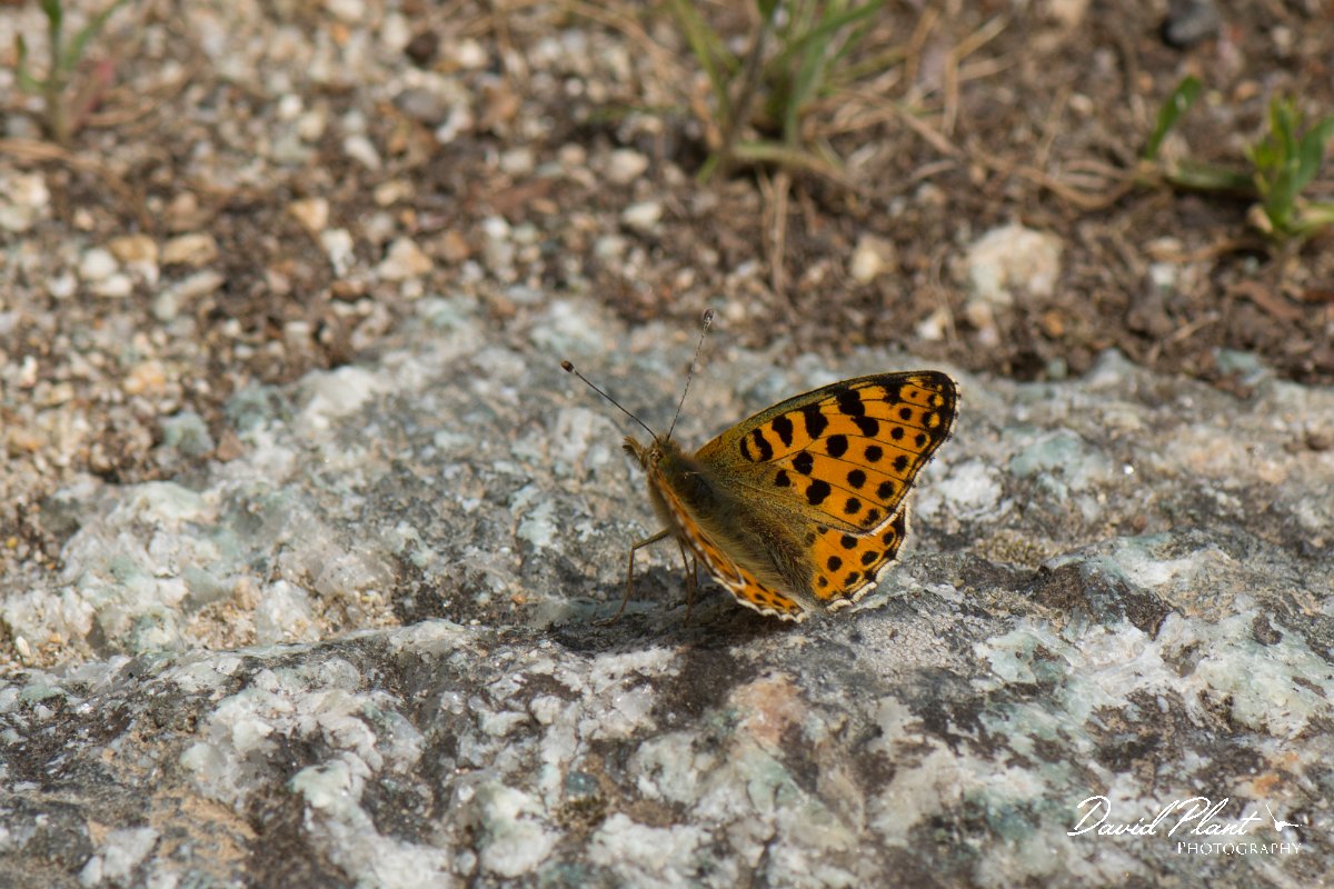 DPPhotography - Corsica - Queen of Spain fritillary - D.jpg - Queen of Spain fritillary - Restonica Valley, Corsica