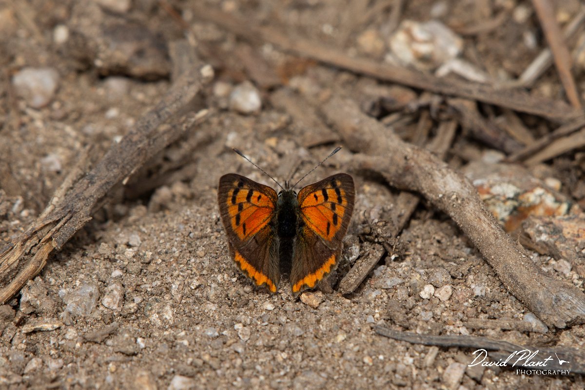 DPPhotography - Corsica - Small copper - A.jpg - Small copper - Col de Sevi, Corsica