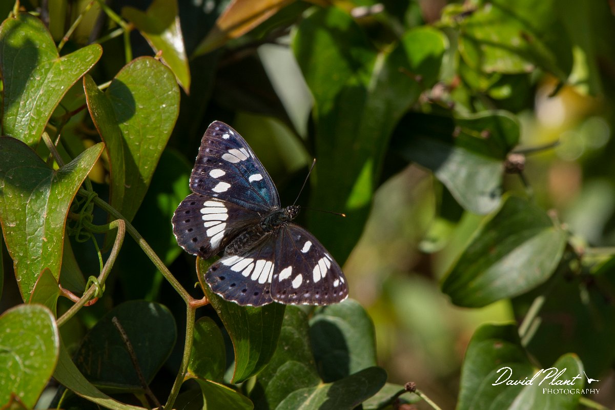 DPPhotography - Corsica - Southern white admiral - A.jpg - Southern white admiral - Bonifacio area, Corsica