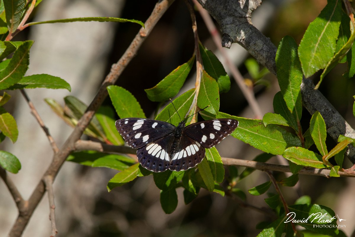 DPPhotography - Corsica - Southern white admiral - B.jpg - Southern white admiral - Bonifacio area, Corsica