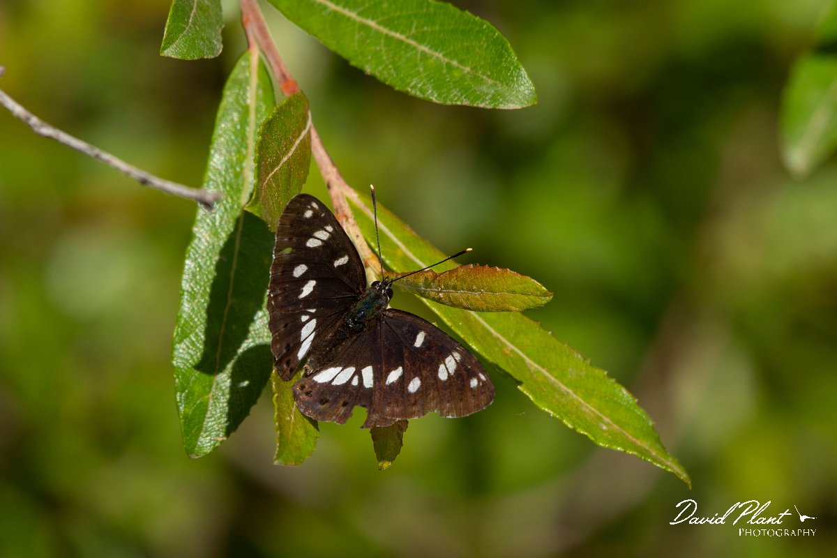 DPPhotography - Corsica - Southern white admiral - C.jpg - Southern white admiral - Bonifacio area, Corsica