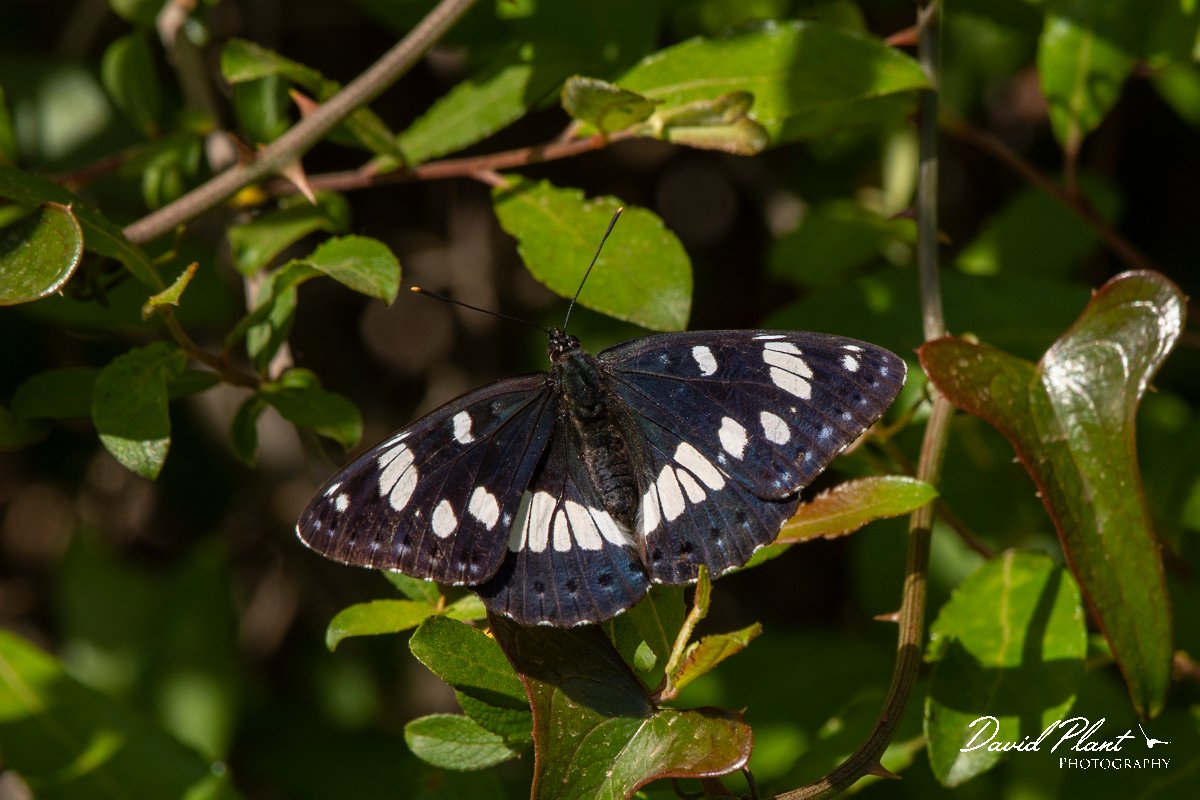 DPPhotography - Corsica - Southern white admiral - E.jpg - Southern white admiral - Bonifacio area, Corsica