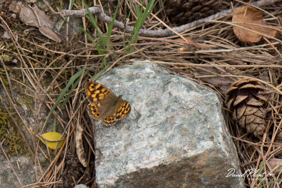 DPPhotography - Corsica - Speckled wood - A.jpg - Speckled wood - Restonica Valley, Corsica