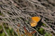 DPPhotography - Corsica - Corsican heath - B
