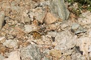 DPPhotography - Corsica - Queen of Spain fritillary - A