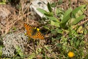 DPPhotography - Corsica - Queen of Spain fritillary - C