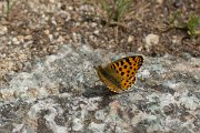DPPhotography - Corsica - Queen of Spain fritillary - D