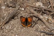 DPPhotography - Corsica - Small copper - A