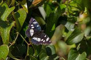 DPPhotography - Corsica - Southern white admiral - A