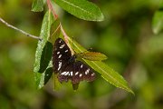 DPPhotography - Corsica - Southern white admiral - C