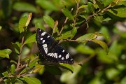 DPPhotography - Corsica - Southern white admiral - D