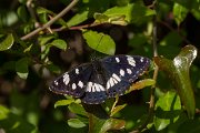 DPPhotography - Corsica - Southern white admiral - E