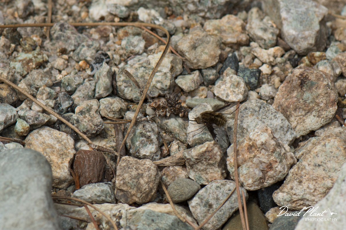 DPPhotography - Corsica - Bombylius fimbriatus - A.jpg - Bombylius fimbriatus - Restonica Valley, Corsica