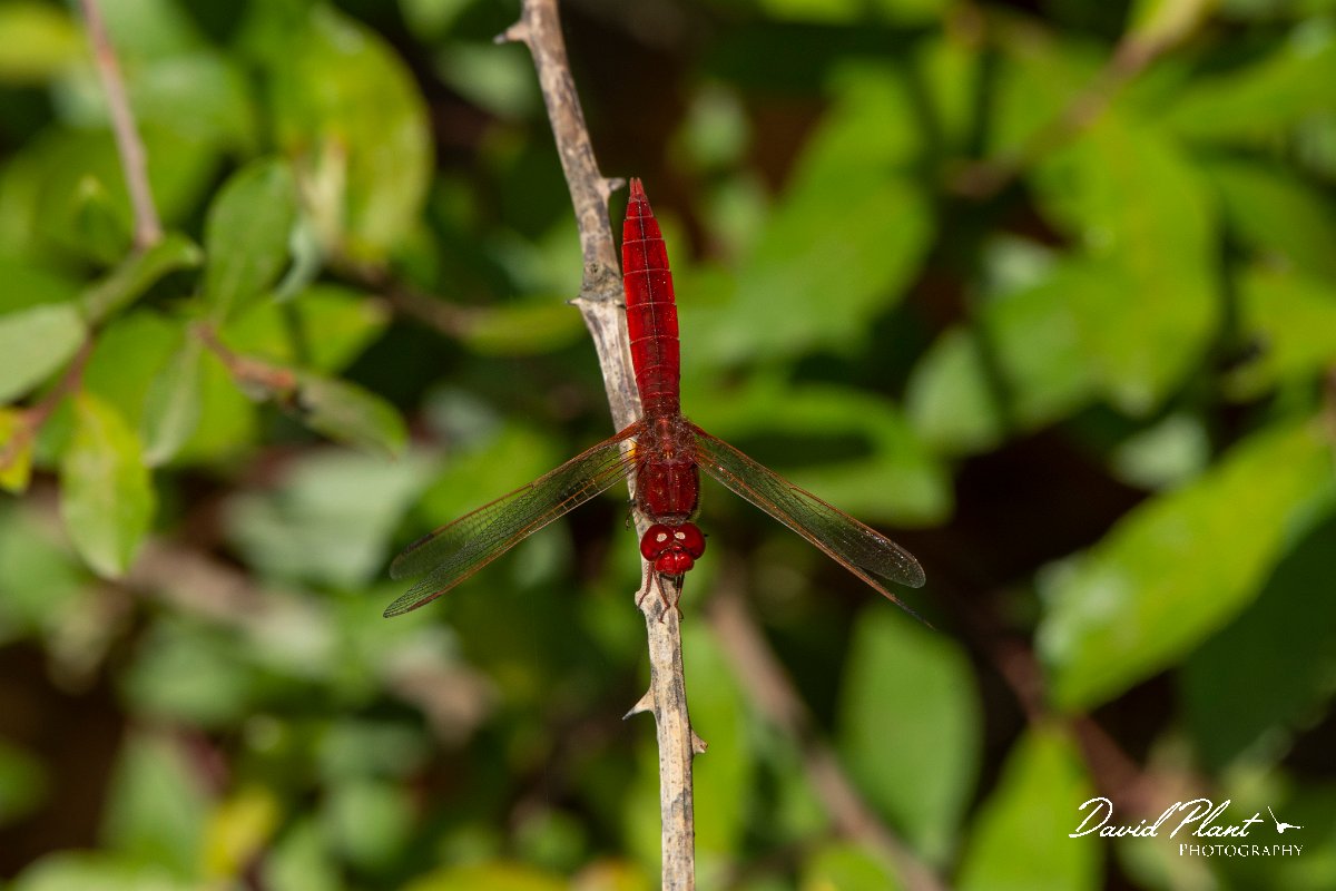 DPPhotography - Corsica - Broad scarlet - A.jpg - Broad scarlet - Bonifacio area, Corsica