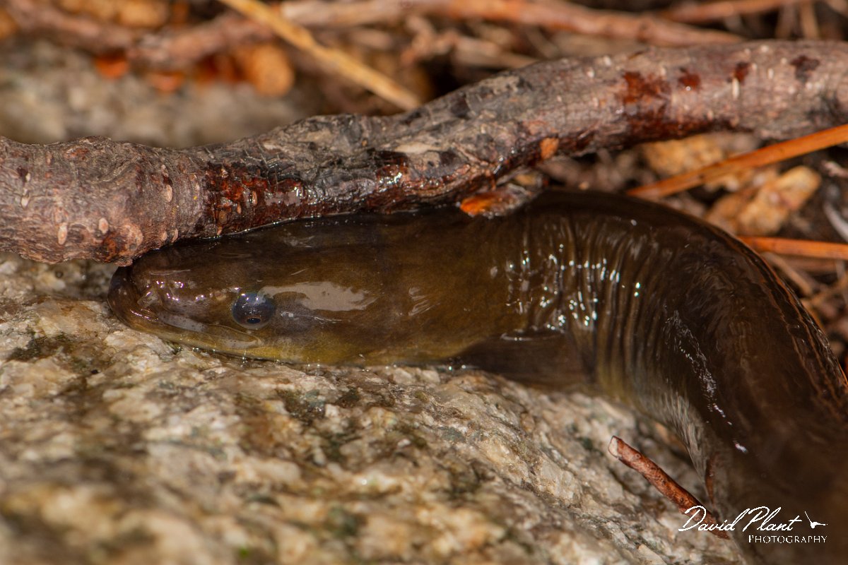 DPPhotography - Corsica - Common eel - A.jpg - Common eel - Verghello Valley, Corsica