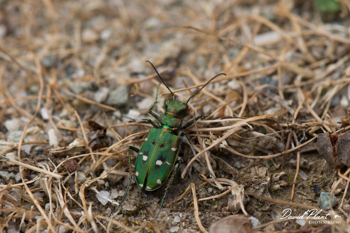 DPPhotography - Corsica - Corsican green tiger beetle - A.jpg - Corsican green tiger beetle, Cicindela campestris corsicana - Restonica Valley, Corsica