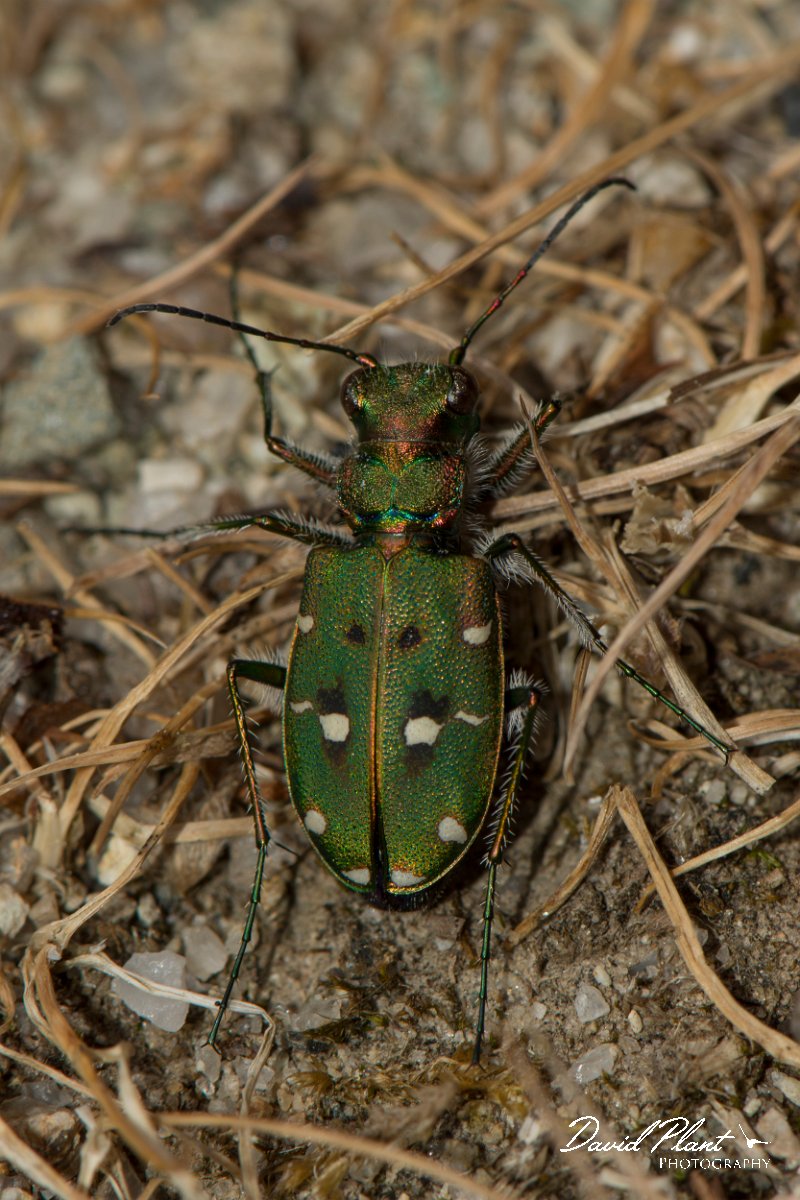 DPPhotography - Corsica - Corsican green tiger beetle - C.jpg - Corsican green tiger beetle, Cicindela campestris corsicana - Restonica Valley, Corsica