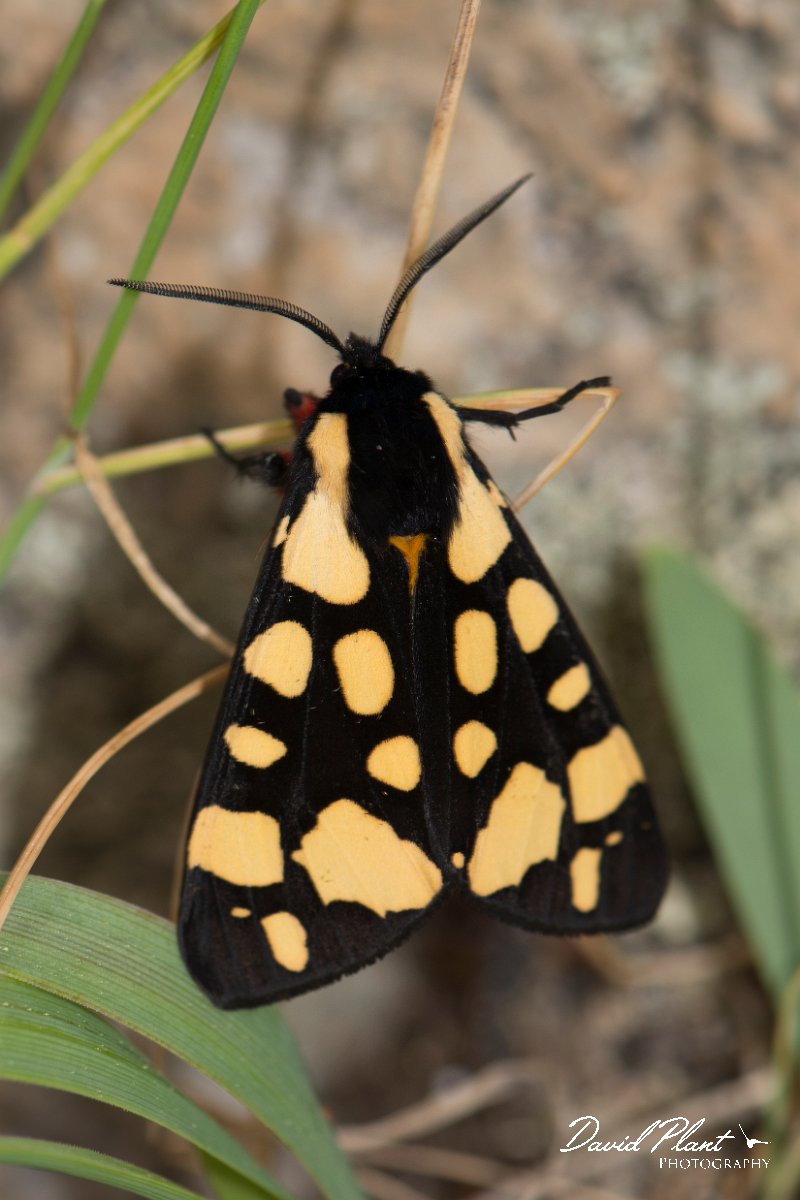 DPPhotography - Corsica - Cream-spot tiger - A.jpg - Cream-spot tiger, Arctia villica - Verghello Valley, Corsica