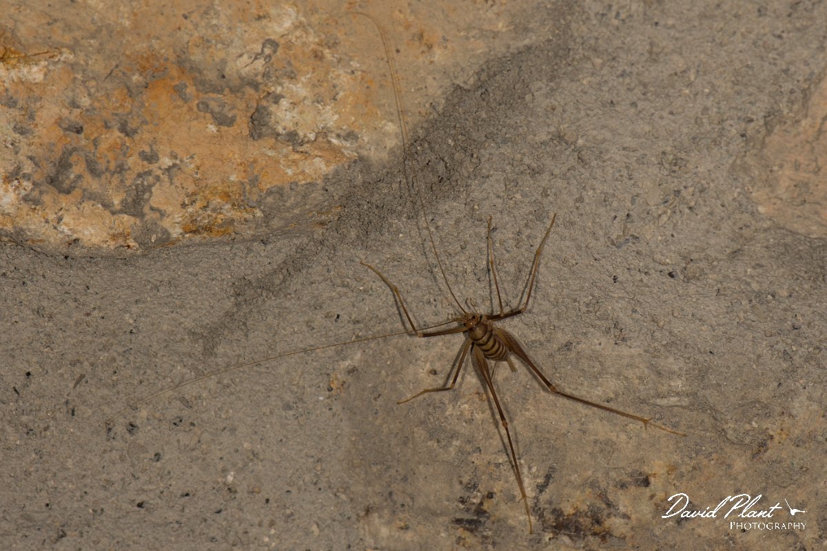 DPPhotography - Corsica - Cymi cave-cricket - Dolichopoda cyrnensis - A.jpg - Cymi cave-cricket, Dolichopoda cyrnensis - Vezzani, Corsica