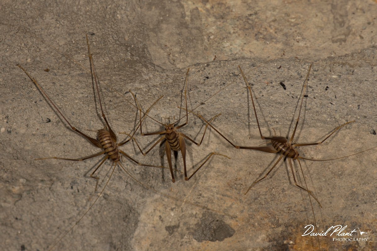 DPPhotography - Corsica - Cymi cave-cricket - Dolichopoda cyrnensis - B.jpg - Cymi cave-cricket, Dolichopoda cyrnensis - Vezzani, Corsica