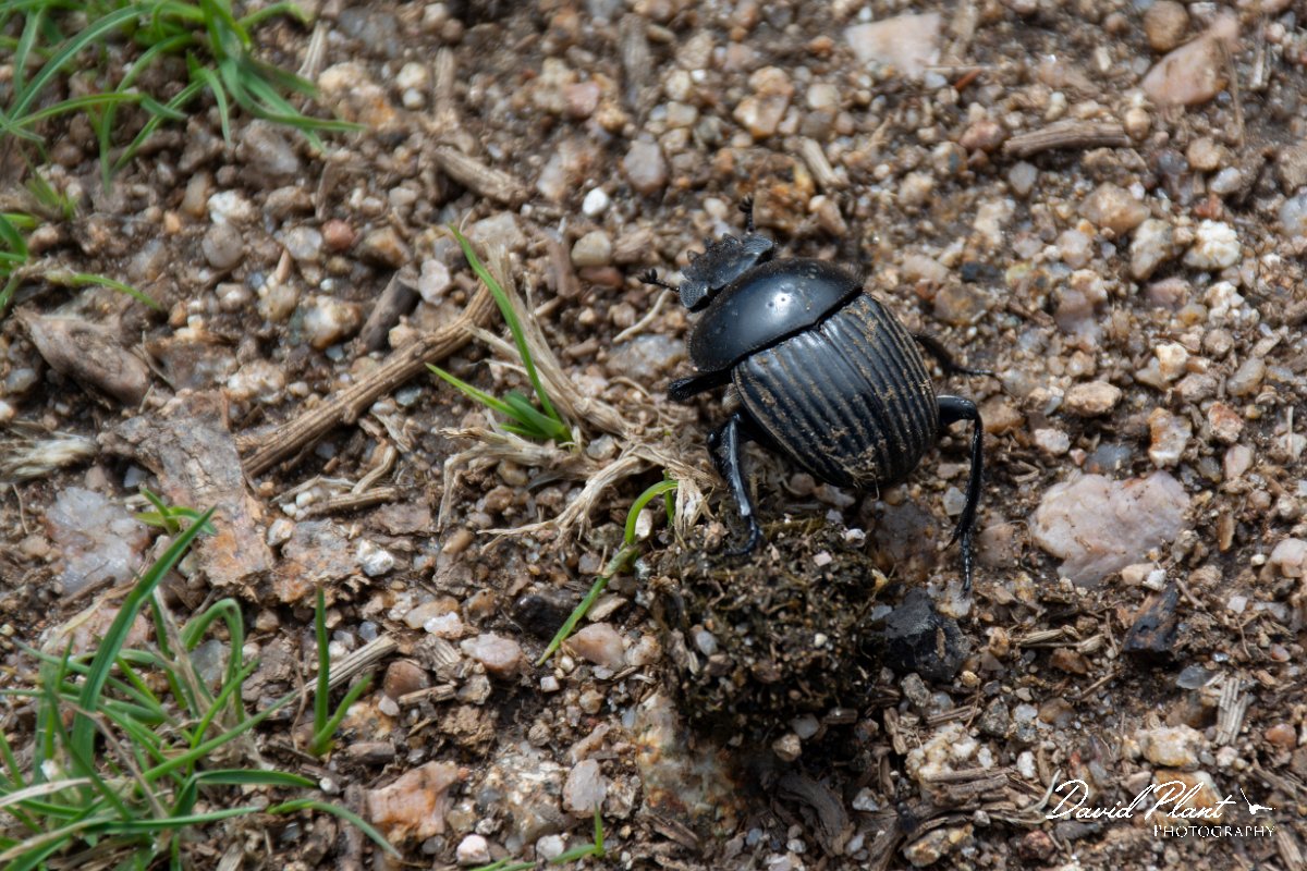 DPPhotography - Corsica - Dor beetle - Geotrupes sp - A.jpg - Dor beetle, Geotrupes sp - Col de Sevi, Corsica
