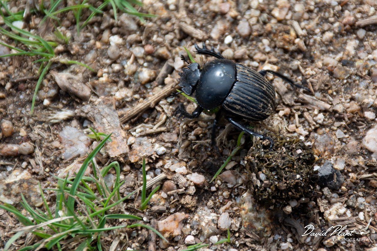 DPPhotography - Corsica - Dor beetle - Geotrupes sp - B.jpg - Dor beetle, Geotrupes sp - Col de Sevi, Corsica