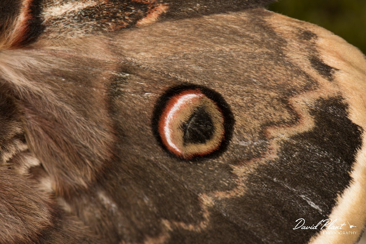 DPPhotography - Corsica - Giant peacock moth - B.jpg - Giant peacock moth, Saturnia pyri - Verghello Valley, Corsica