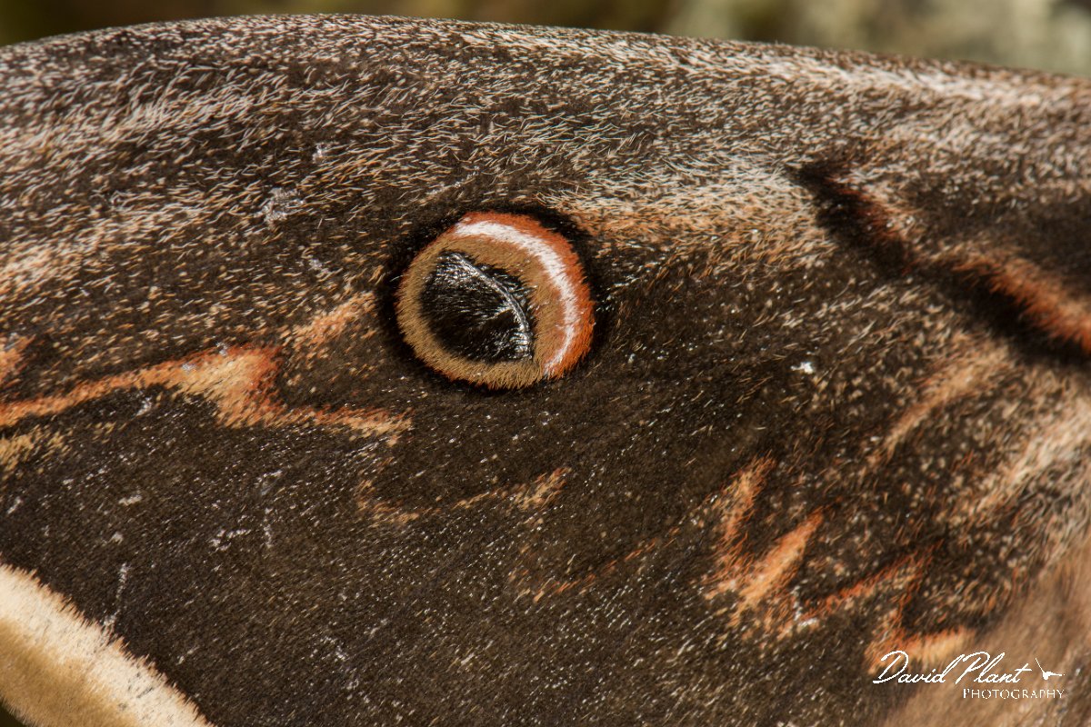 DPPhotography - Corsica - Giant peacock moth - C.jpg - Giant peacock moth, Saturnia pyri - Verghello Valley, Corsica