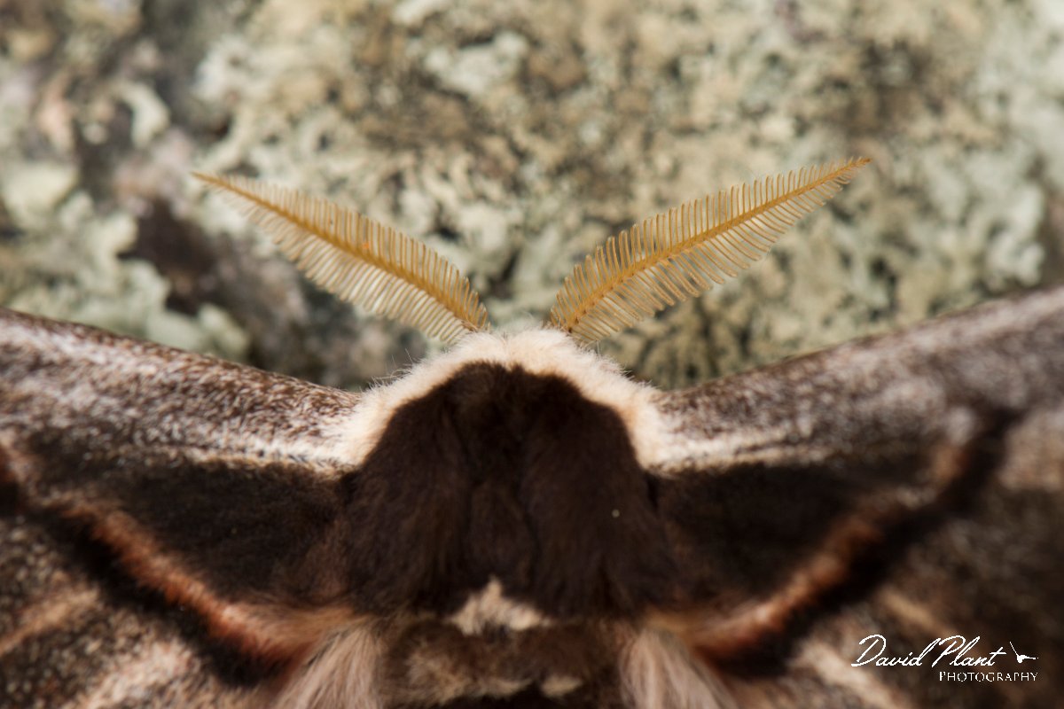 DPPhotography - Corsica - Giant peacock moth - D.jpg - Giant peacock moth, Saturnia pyri - Verghello Valley, Corsica