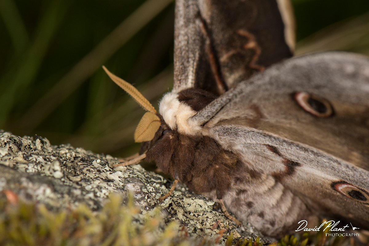 DPPhotography - Corsica - Giant peacock moth - E.jpg - Giant peacock moth, Saturnia pyri - Verghello Valley, Corsica