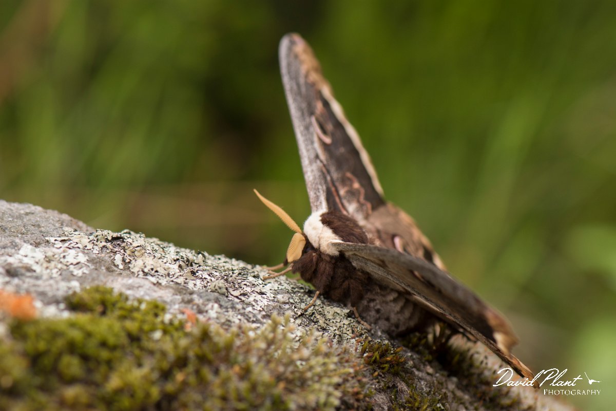 DPPhotography - Corsica - Giant peacock moth - F.jpg - Giant peacock moth, Saturnia pyri - Verghello Valley, Corsica