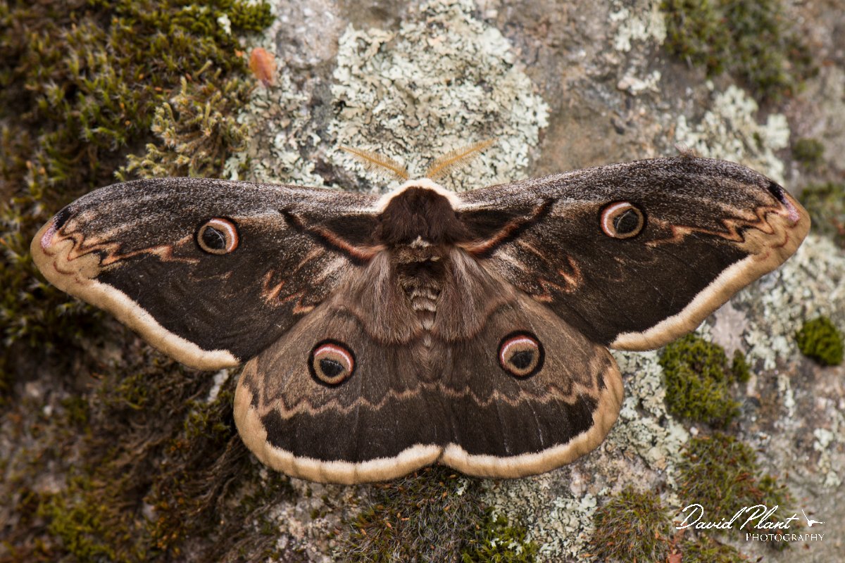 DPPhotography - Corsica - Giant peacock moth - G.jpg - Giant peacock moth, Saturnia pyri - Verghello Valley, Corsica