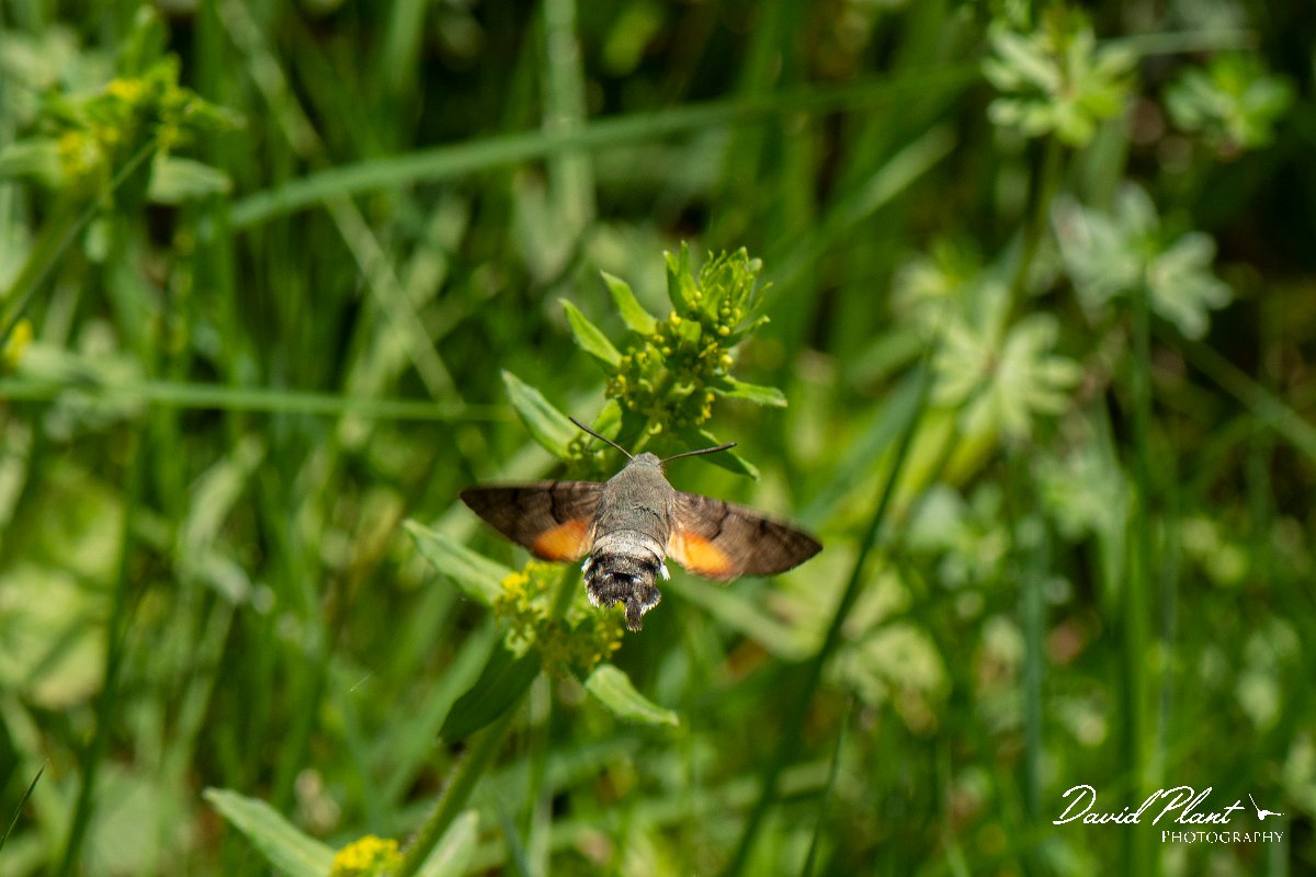 DPPhotography - Corsica - Hummingbird hawkmoth - A.jpg - Hummingbird hawkmoth - Corsica