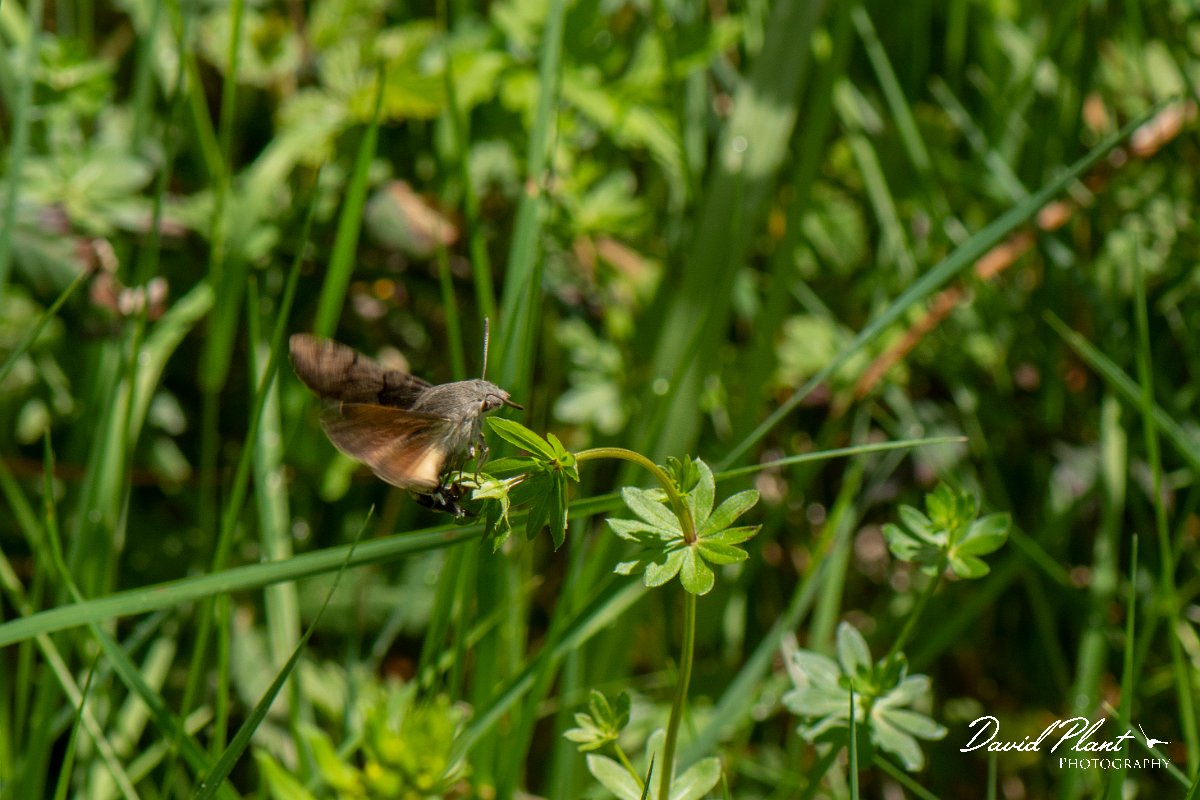 DPPhotography - Corsica - Hummingbird hawkmoth - B.jpg - Hummingbird hawkmoth - Corsica