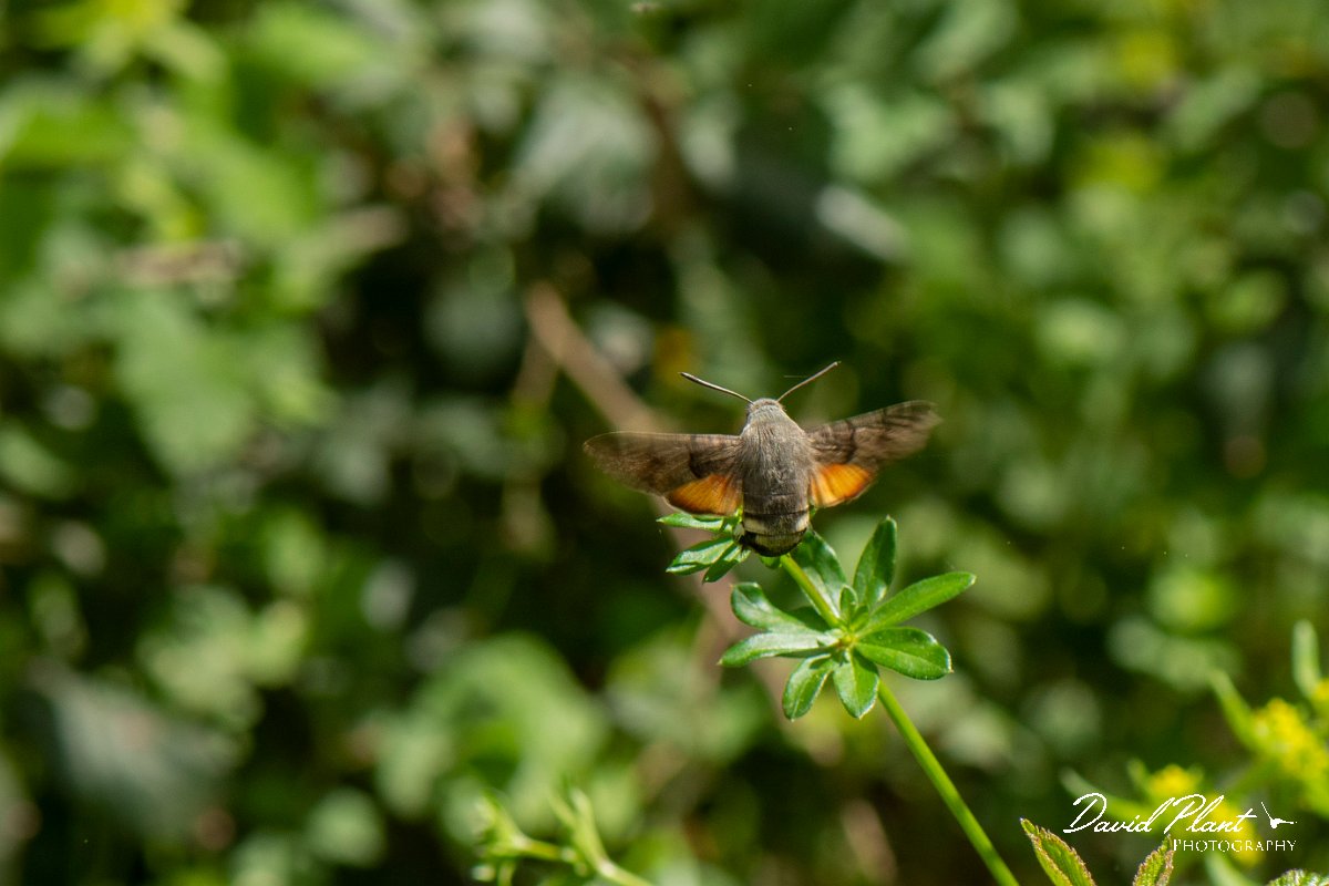 DPPhotography - Corsica - Hummingbird hawkmoth - C.jpg - Hummingbird hawkmoth - Corsica