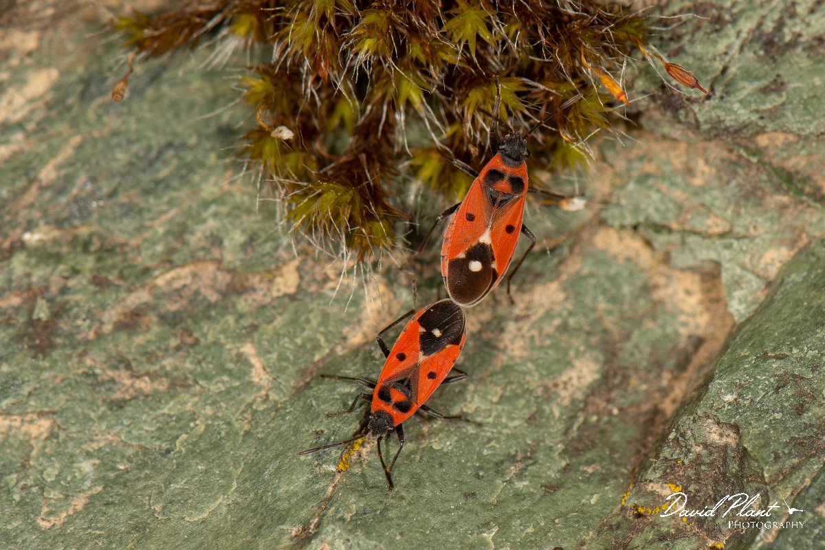 DPPhotography - Corsica - Melanocorphys albomaculatus - B.jpg - Melanocorphys albomaculatus - Col d'Erbajo, Corsica