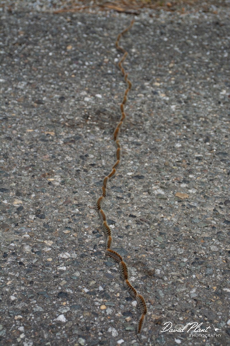 DPPhotography - Corsica - Pine processionary - Thaumetopoea pityocampa - A.jpg - Pine processionary, Thaumetopoea pityocampa - Verghello Valley, Corsica