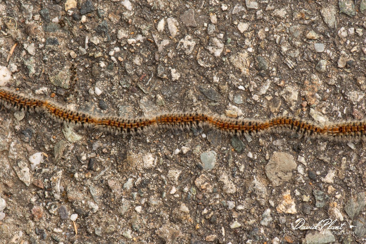 DPPhotography - Corsica - Pine processionary - Thaumetopoea pityocampa - C.jpg - Pine processionary, Thaumetopoea pityocampa - Verghello Valley, Corsica