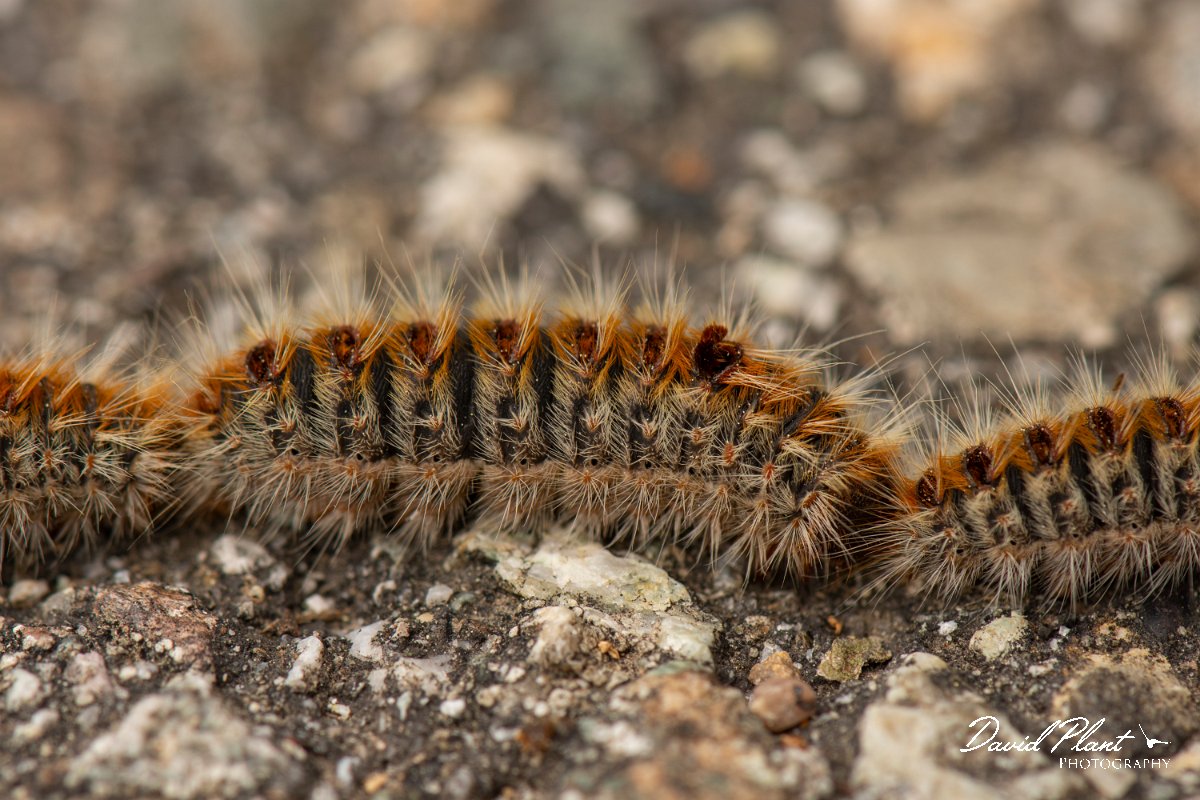 DPPhotography - Corsica - Pine processionary - Thaumetopoea pityocampa - D.jpg - Pine processionary, Thaumetopoea pityocampa - Verghello Valley, Corsica