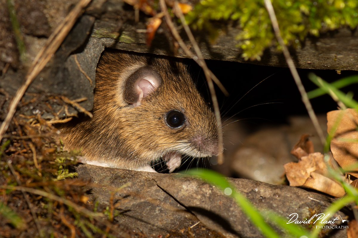DPPhotography - Corsica - Wood mouse - B.jpg - Wood mouse - Cascade de Anglais, Corsica