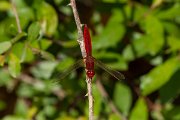 DPPhotography - Corsica - Broad scarlet - A