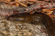 DPPhotography - Corsica - Common eel - A