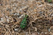 DPPhotography - Corsica - Corsican green tiger beetle - A
